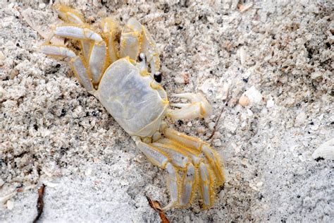 Ghost Crab On The Gulf Coast Focusing On Wildlife