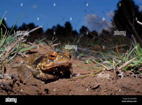 El sapo común Bufo spinosus de Mariola entre Alicante y Valencia