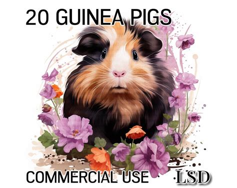 20 Guinea Pigs Clipart Watercolor Guinea Pigs Images Pack Sublimation