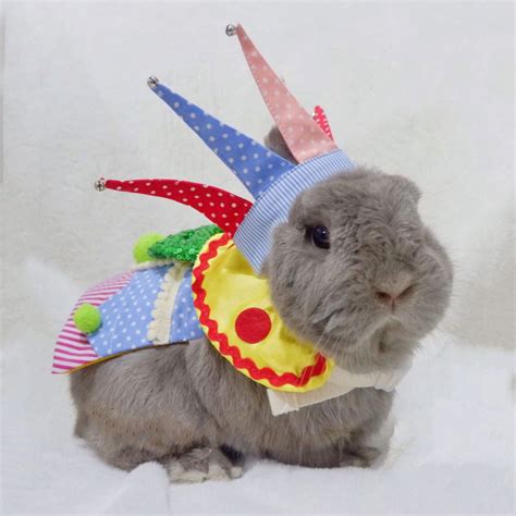 Chinchillas In Costumes