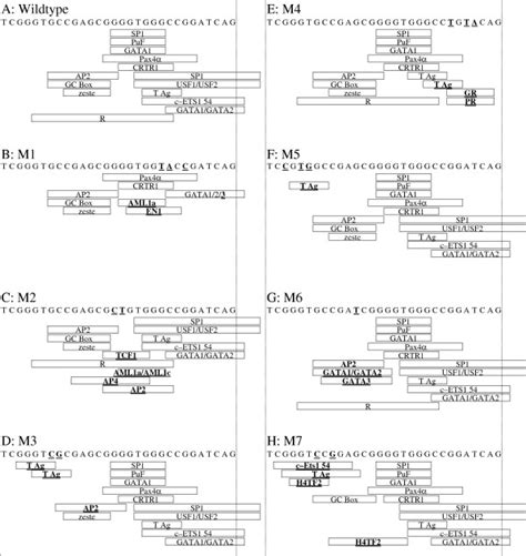 Pre Mutant Designs Tess Predictions Of Transcription Factor Binding Download Scientific