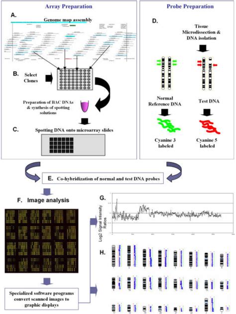 Principle Of Array CGH This Figure Shows The Steps In Open I