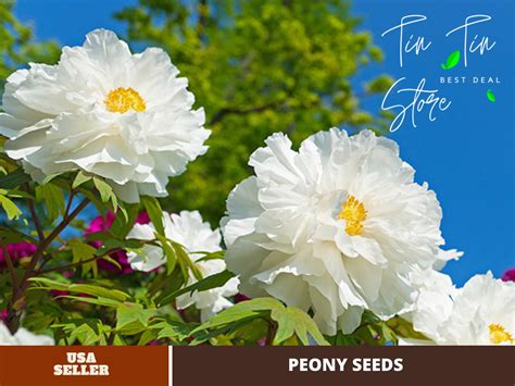 10 Seeds Renkaku Tree Peony Flower Seeds For Planting In The Garden Perennial Plant B051