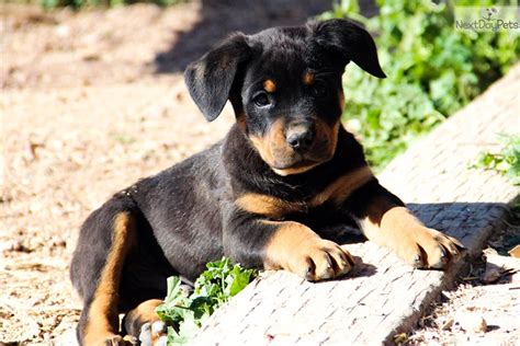 Bq Rott M Red: Rottweiler puppy for sale near Phoenix, Arizona ...