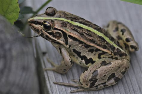 トノサマガエル | 爬虫類図鑑