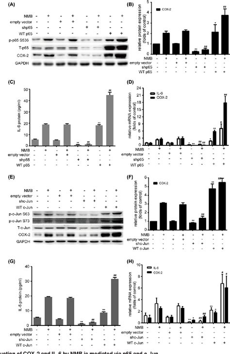 Figure 2 From Neuromedin B Mediates Il 6 And Cox 2 Expression Through