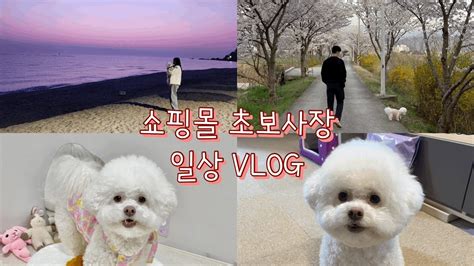 Vlog 쇼핑몰 초보사장 일상 애견의류 포장영상 댕댕이 생일 여행 맹방해변 일출 강원도 애견동반 여행