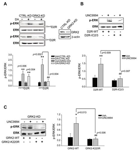 Ijms Free Full Text Ubiquitination Of Grk2 Is Required For The β