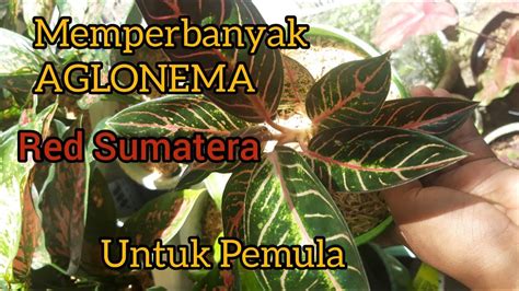 Redsumatera Pos Memperbanyak Aglonema Red Sumatera Dengan Cara