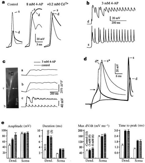 Effect Of A Channel Blockade On Dendritic Action Potentials A Under