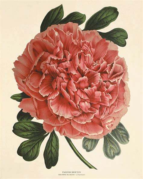 Pink Peony Art Antique Flower Art Print Antique Wall Art Etsy