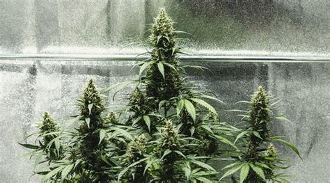 Learn How To Grow Autoflowers: Week-By-Week Guide - RQS Blog