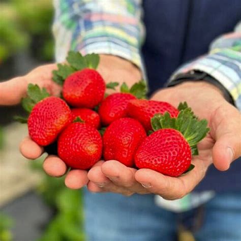 Sadzonki Truskawek FRIGO Ciesz się własnymi sadzonkami truskawki