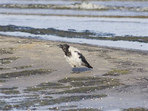 Hooded Crow Corvus Cornix Crying Close Up Portrait At Sea Shoreline