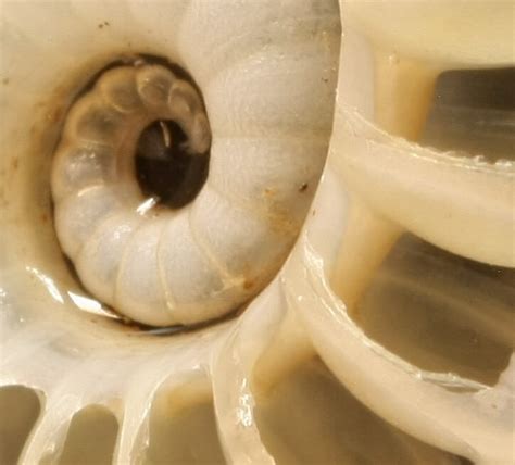 La Revista N De La Asociaci N Paleontol Gica Alcarre A Nautilus