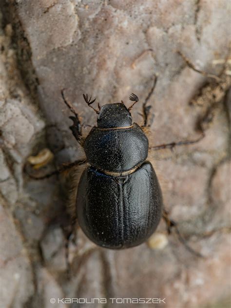 Tanyproctus Reichei In April 2024 By Artur Tomaszek INaturalist