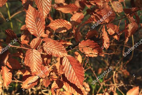 European Hornbeam Carpinus Betulus Leaves Autumn Editorial Stock Photo