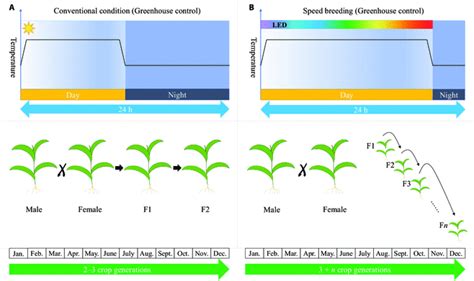 Cropplant Modeling Supports Plant Breeding I Optimization Of