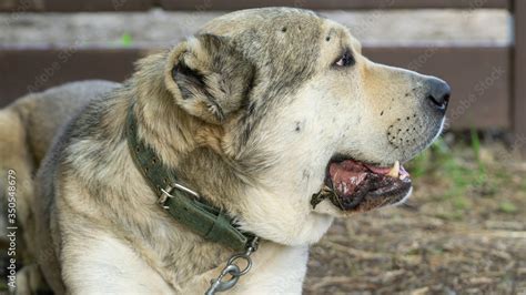 Nagazi Is A Georgian Shepherd Dog One Of The Oldest Authentic Dog