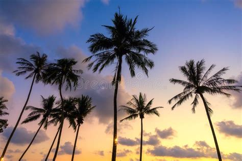 The Landscape Of The Evening Scenery Of Coconut Trees By The Beach Of