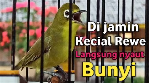 Masteran Kecial Kuning Gacor Joss Satu Ini Di Jamin Kecial Rewe Buka