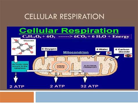 Ppt Cellular Respiration Powerpoint Presentation Free Download Id2404639