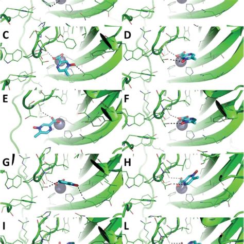 Predicted Binding Mode Of Acipimox Against The Crystallographic