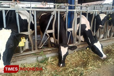 Perkokoh Menara Populasi Sapi Perah Produksi Susu Di Jatim Tak Pernah