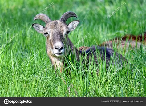 Mouflon Ovis Aries Musimon Lying Grass Closeup Stock Photo By