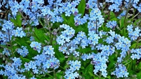 Non Ti Scordar Di Me I Fiori Della Memoria Dalla Campagna Al Balcone