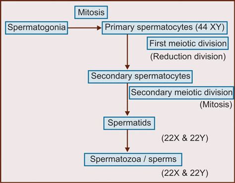 Spermatogenesis Flow Chart