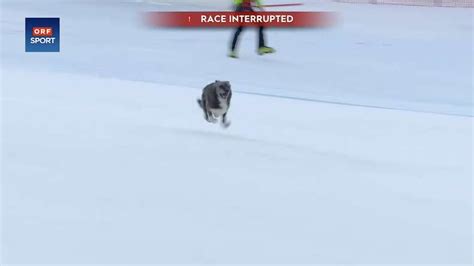 Random Dog Unexpectedly 'Wins' Downhill Skiing Race - The Dodo