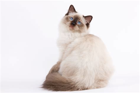 Ragdoll : caractère, santé, alimentation | Royal Canin FR
