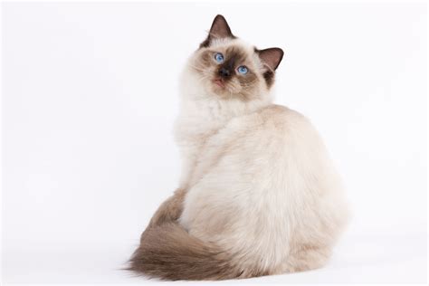 Ragdoll Caract Re Sant Alimentation Royal Canin Fr