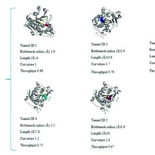 Graphical Representation Of The CALB Crystallographic Structure PDB