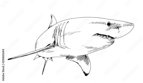 Shark Jaws Drawing