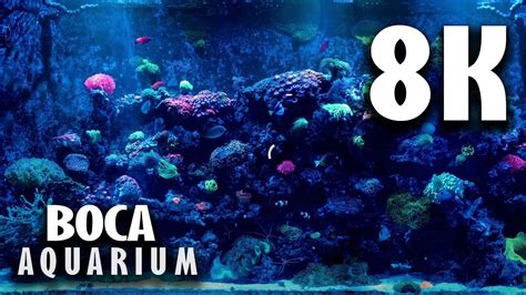 Relaxing 2 Hour Coral Reef Aquarium In 8K Immersive Ocean Experience