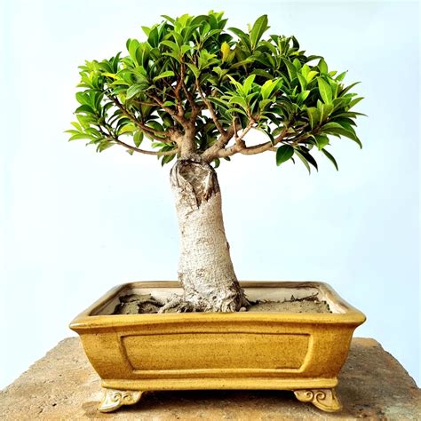 Ficus Microcarpa Bonsai Tree Lones Bonsai