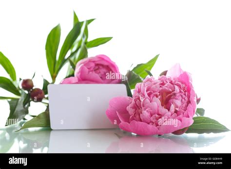 Beautiful Pink Peonies Stock Photo Alamy