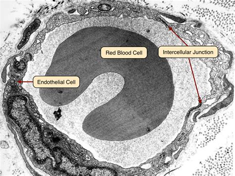 Blood Vessels Lab