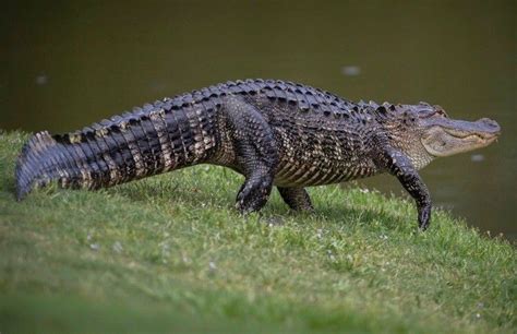 Pin on Lowcountry Wildlife