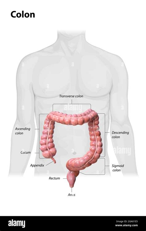 Colon anatomy on white background,description of the parts of the colon ...