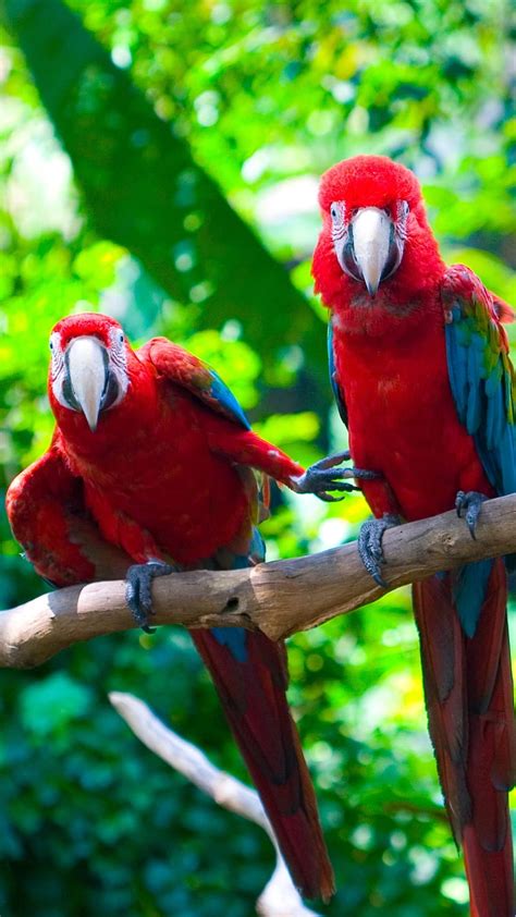 Macaw Parrot Bird Colorful Branch Hd Phone Wallpaper Peakpx