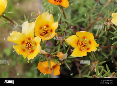 Beautiful Yellow Portulaca Flowers Bloom Lat Portulacaceae Stock Photo