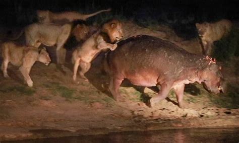 Lion Attacking Hippo