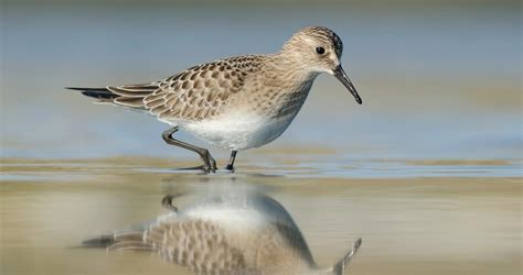 Baird's Sandpiper Overview, All About Birds, Cornell Lab of Ornithology