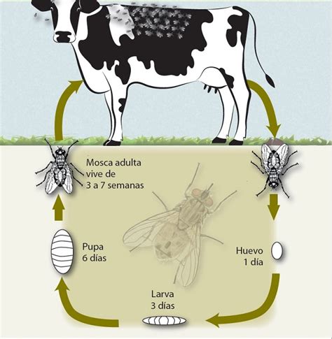 Las Moscas de los cuernos en la ganadería Perulactea