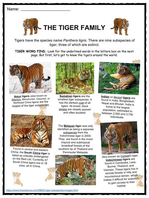 Tiger Facts, Worksheets, Diet, Habitat & Information For Kids