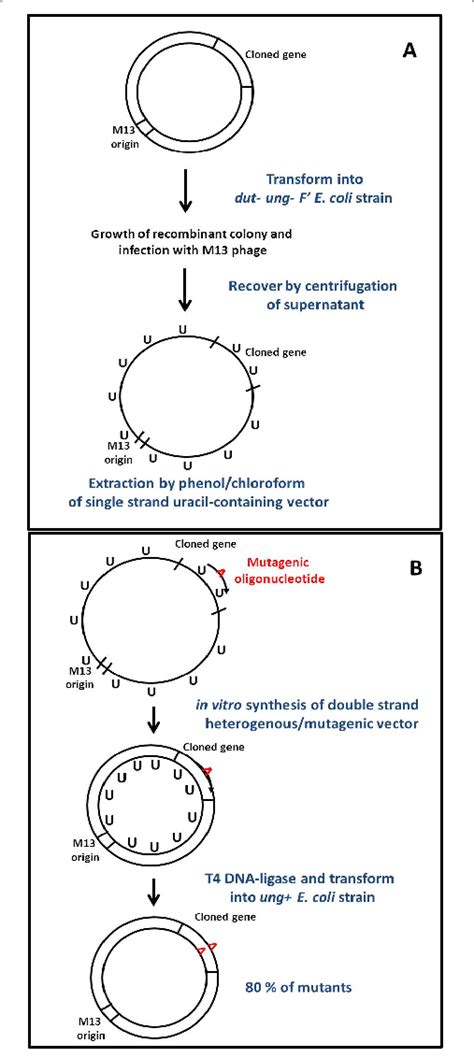 Schematic Diagram Of The Mutagenesis By Kunkel A The Main Feature Of