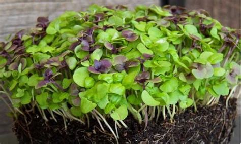 Comment Faire Pousser Des Microgreens De Basilic Rapidement Et